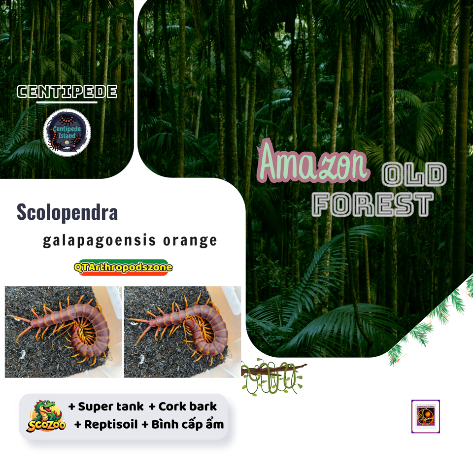Scolopendra galapagoensis "Orange" (Darwin's Goliath Centipede)-duoc-ban-tai-QTArthropodszone (Scorpions Exotic QTVietNam & SpiderHia)