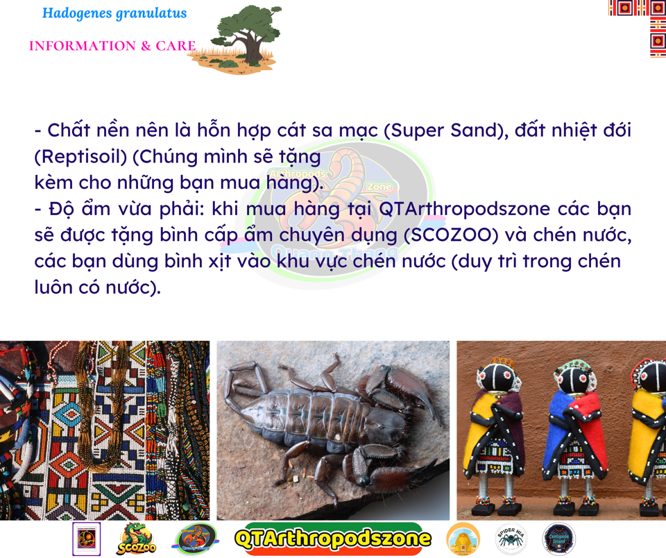 Hadogenes granulatus (Mozambique Flat Rock) (Bọ Cạp Đá Nam Phi)-duoc-ban-tai-QTArthropodszone (Scorpions Exotic QTVietNam & SpiderHia)