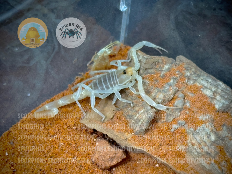 Buthacus leptochelys-duoc-ban-tai-QTArthropodszone (Scorpions Exotic QTVietNam & SpiderHia)