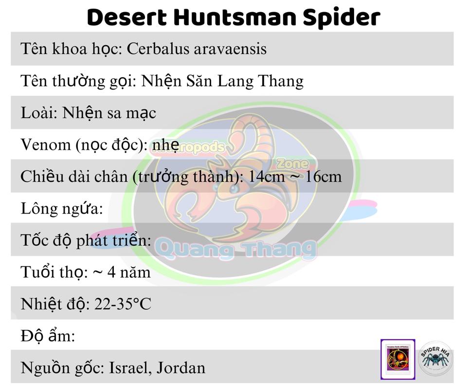 Cerbalus aravaensis-duoc-ban-tai-QTArthropodszone (Scorpions Exotic QTVietNam & SpiderHia)