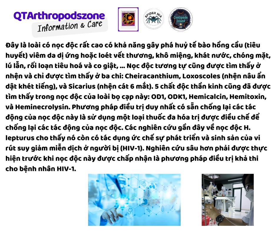 Hemiscorpius lepturus-duoc-ban-tai-QTArthropodszone (Scorpions Exotic QTVietNam & SpiderHia)