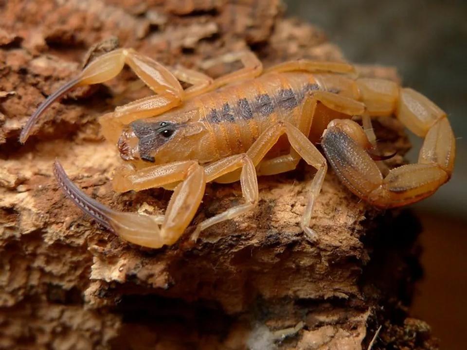 Tityus stigmurus-duoc-ban-tai-QTArthropodszone (Scorpions Exotic QTVietNam & SpiderHia)