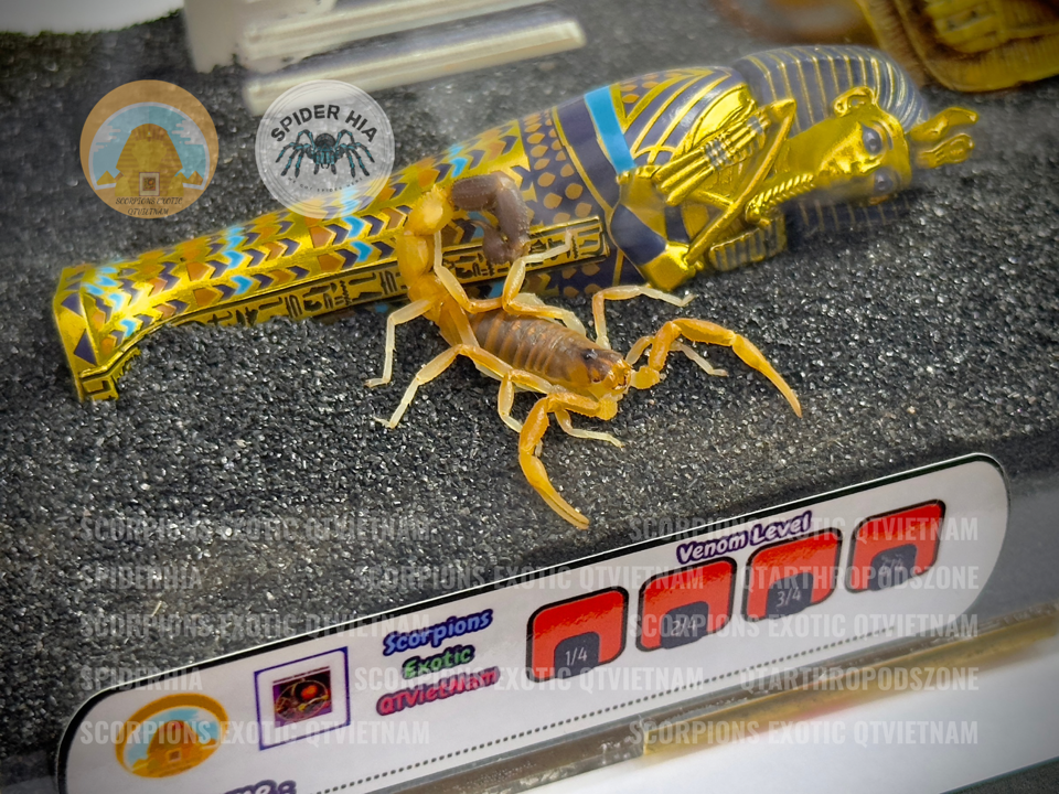 Parabuthus liosoma-duoc-ban-tai-QTArthropodszone (Scorpions Exotic QTVietNam & SpiderHia)