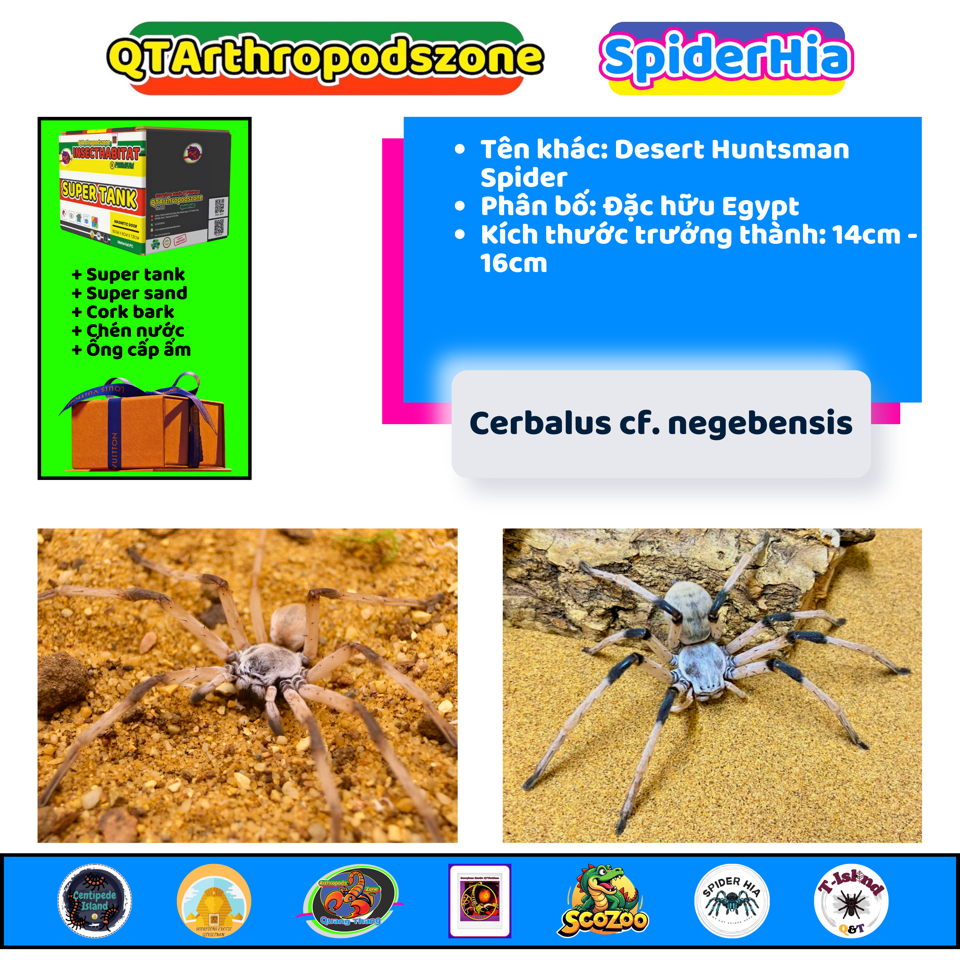 Cerbalus cf. negebensis-duoc-ban-tai-QTArthropodszone (Scorpions Exotic QTVietNam & SpiderHia)