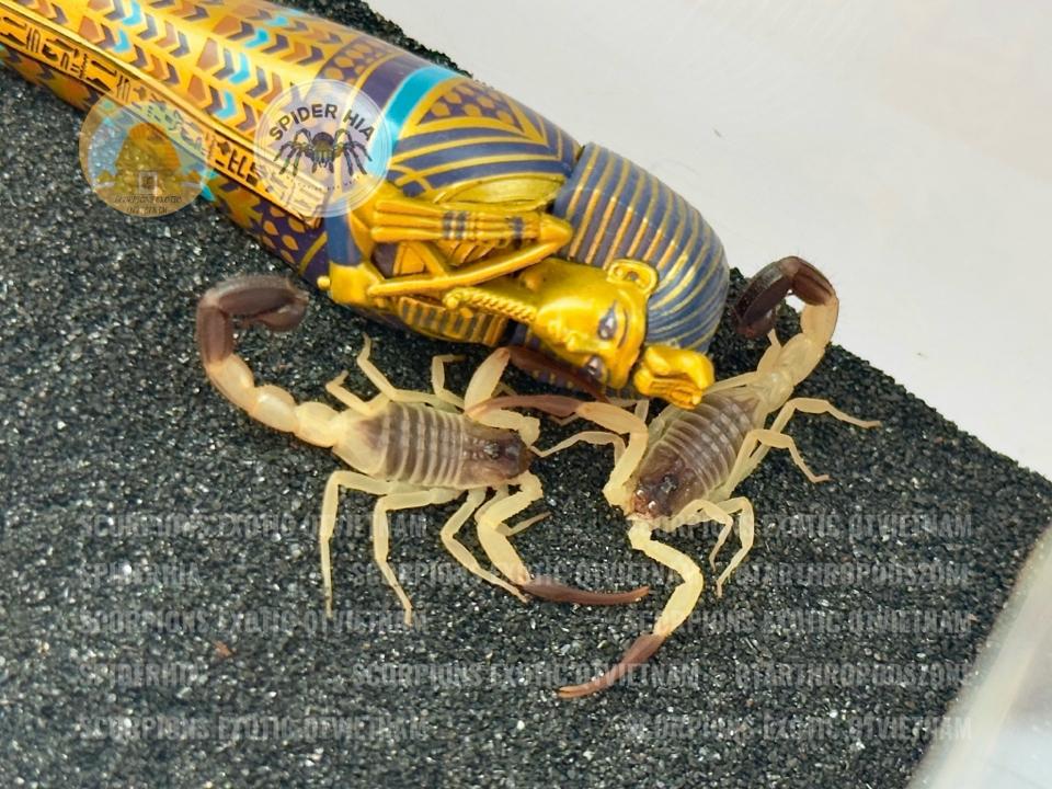 Hottentotta salei "Bright" morph-duoc-ban-tai-QTArthropodszone (Scorpions Exotic QTVietNam & SpiderHia)