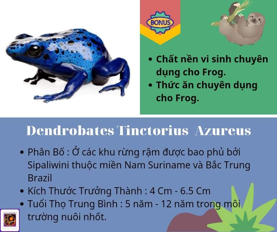 Dendrobates Tinctorius Azureus-duoc-ban-tai-QTArthropodszone (Scorpions Exotic QTVietNam & SpiderHia)
