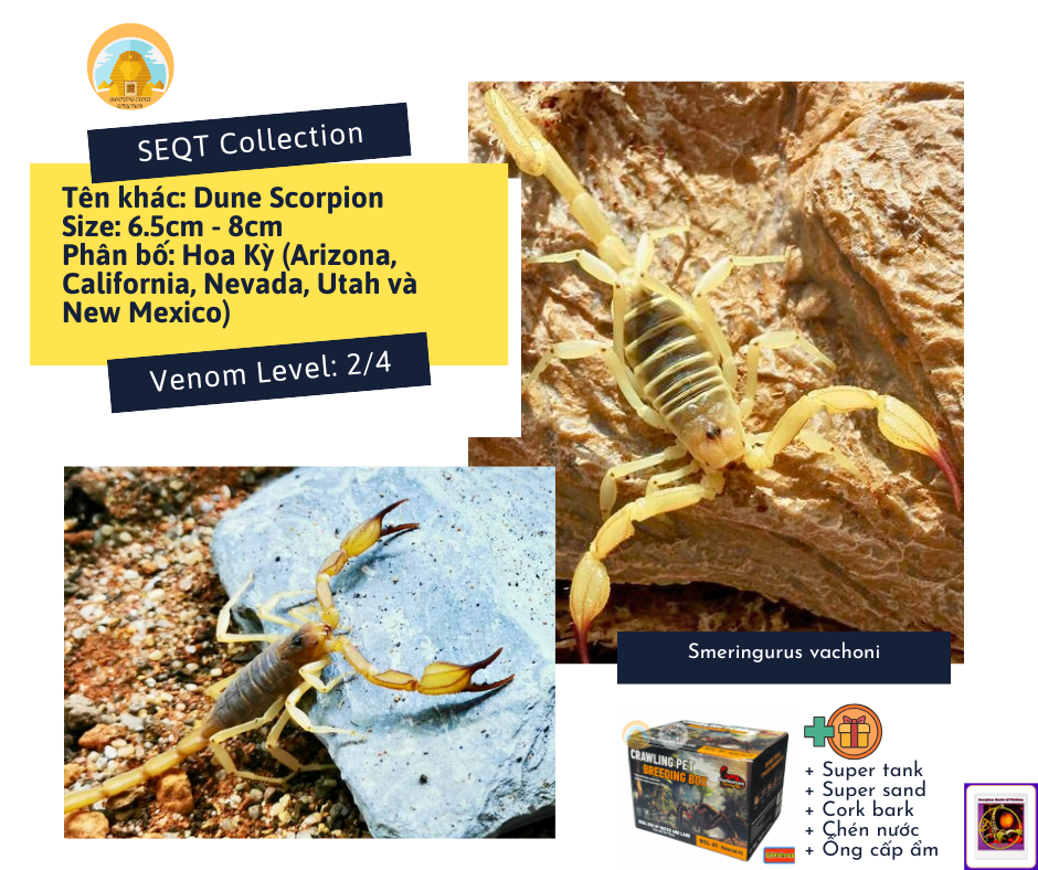 Smeringurus vachoni-duoc-ban-tai-QTArthropodszone (Scorpions Exotic QTVietNam & SpiderHia)
