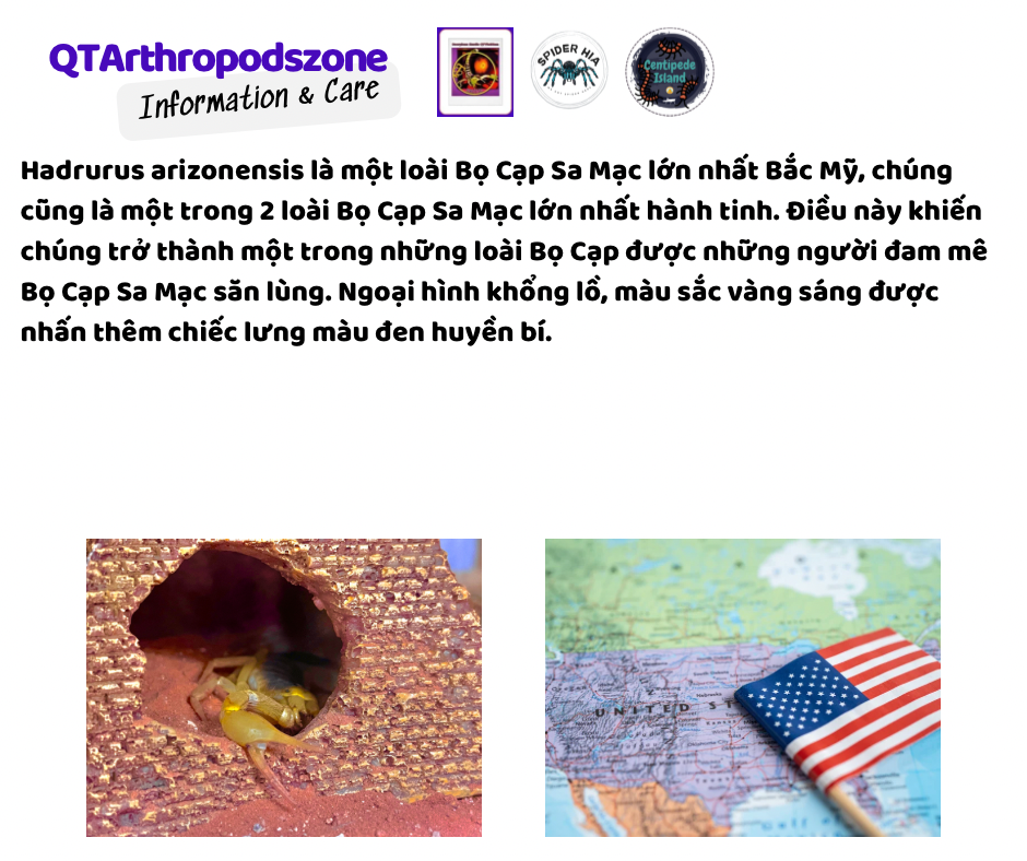 Hadrurus arizonesis-duoc-ban-tai-QTArthropodszone (Scorpions Exotic QTVietNam & SpiderHia)