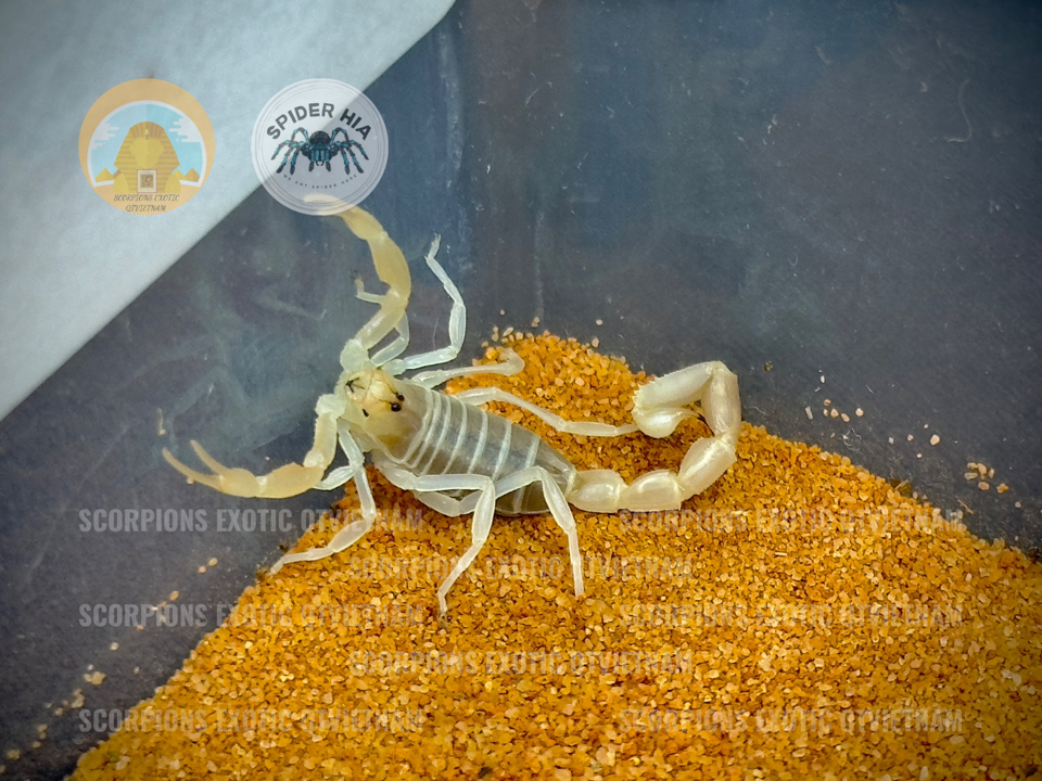 Androctonus finitimus-duoc-ban-tai-QTArthropodszone (Scorpions Exotic QTVietNam & SpiderHia)