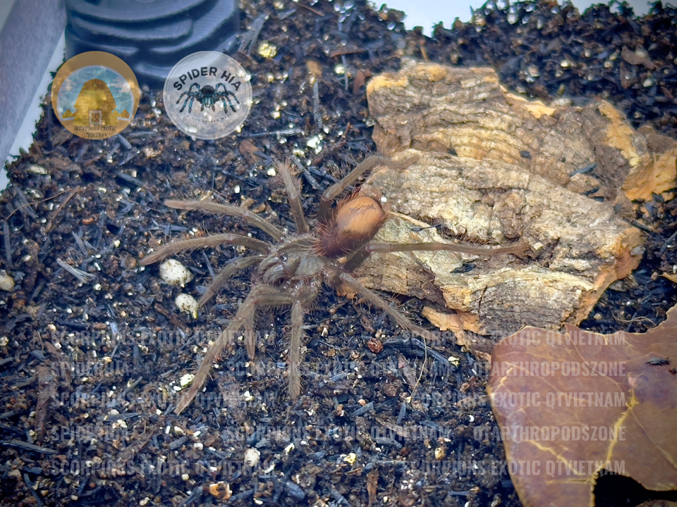 Xenesthis immanis-duoc-ban-tai-QTArthropodszone (Scorpions Exotic QTVietNam & SpiderHia)