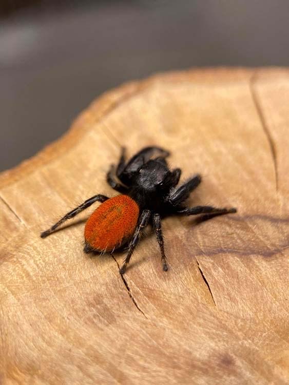 Phidippus texanus-duoc-ban-tai-QTArthropodszone (Scorpions Exotic QTVietNam & SpiderHia)