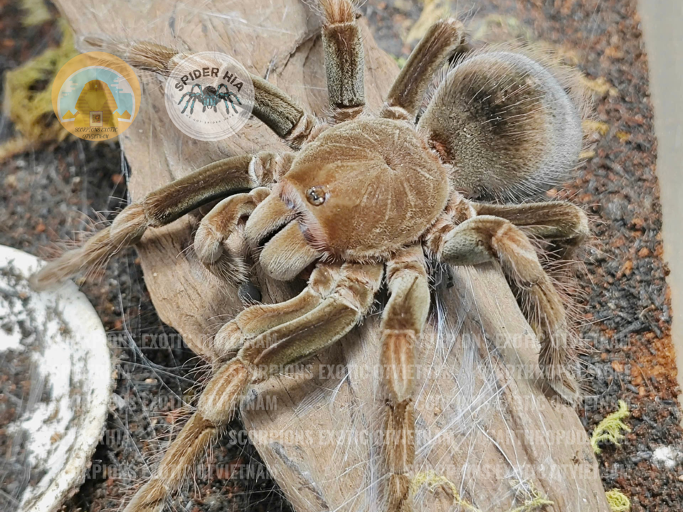 M + FM 14cm Pamphobeteus sp Manganegra-duoc-ban-tai-QTArthropodszone (Scorpions Exotic QTVietNam & SpiderHia)