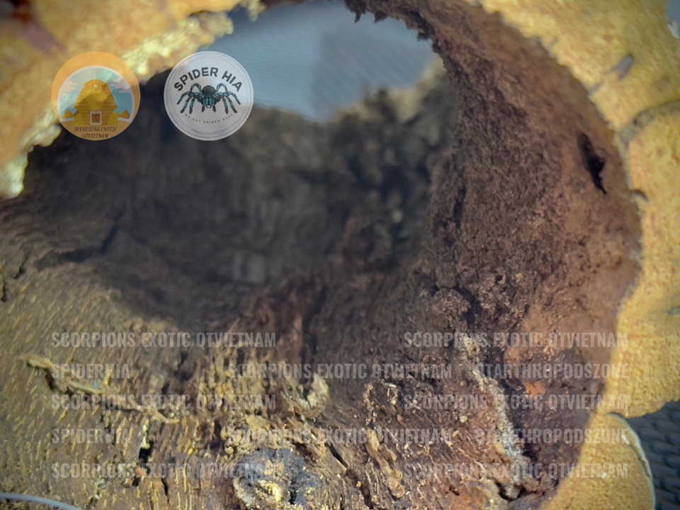 Cork Bark (Tubes)-duoc-ban-tai-QTArthropodszone (Scorpions Exotic QTVietNam & SpiderHia)