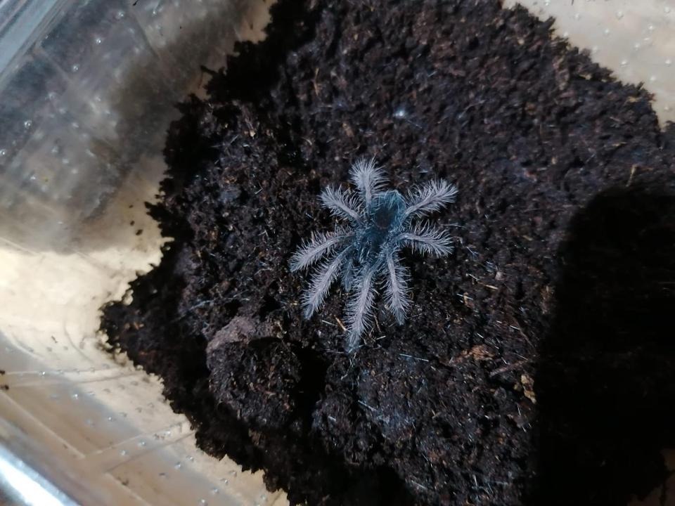 Pamphobeteus sp Solaris-duoc-ban-tai-QTArthropodszone (Scorpions Exotic QTVietNam & SpiderHia)