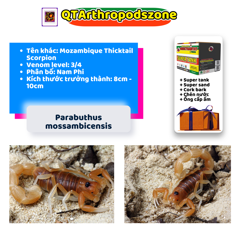 Parabuthus mossambicensis-duoc-ban-tai-QTArthropodszone (Scorpions Exotic QTVietNam & SpiderHia)