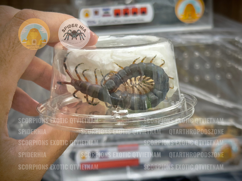 Scolopendra gigantea "Black" morph-duoc-ban-tai-QTArthropodszone (Scorpions Exotic QTVietNam & SpiderHia)