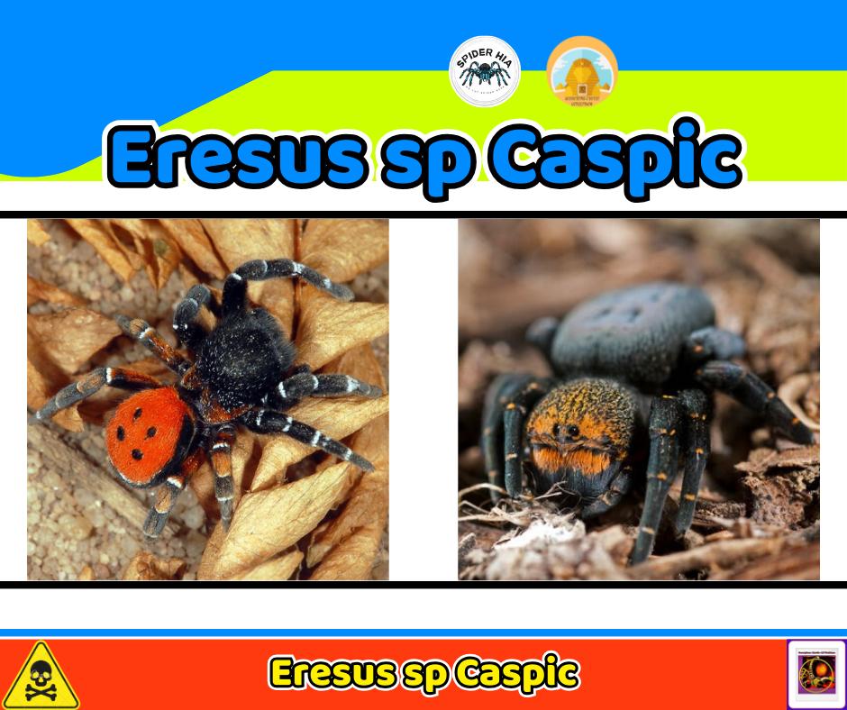 Eresus sp Caspic-duoc-ban-tai-QTArthropodszone (Scorpions Exotic QTVietNam & SpiderHia)