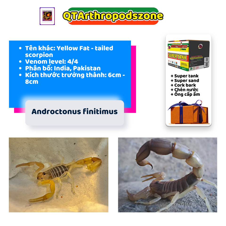 Androctonus finitimus-duoc-ban-tai-QTArthropodszone (Scorpions Exotic QTVietNam & SpiderHia)