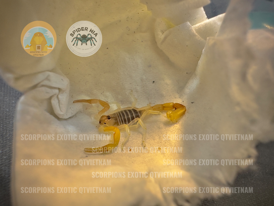 Androctonus finitimus-duoc-ban-tai-QTArthropodszone (Scorpions Exotic QTVietNam & SpiderHia)