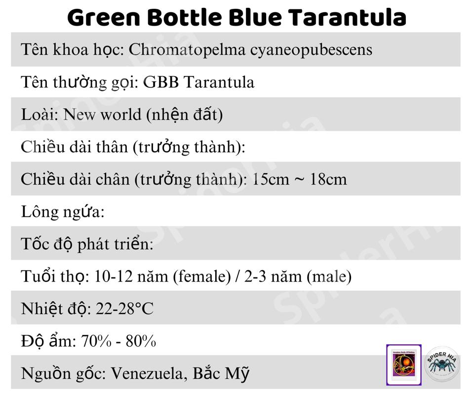 FM 10cm Chromatopelma cyaneopubescens (GBB Tarantula)-duoc-ban-tai-QTArthropodszone (Scorpions Exotic QTVietNam & SpiderHia)