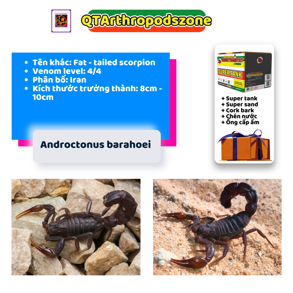 Androctonus barahoei-duoc-ban-tai-QTArthropodszone (Scorpions Exotic QTVietNam & SpiderHia)