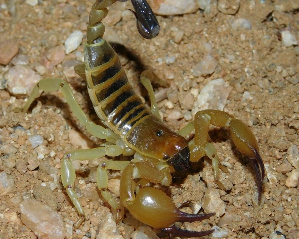 Opistophthalmus wahlbergii (Kalahari Burrower Scorpion)-duoc-ban-tai-QTArthropodszone (Scorpions Exotic QTVietNam & SpiderHia)