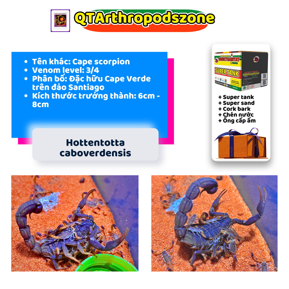 Hottentotta caboverdensis-duoc-ban-tai-QTArthropodszone (Scorpions Exotic QTVietNam & SpiderHia)