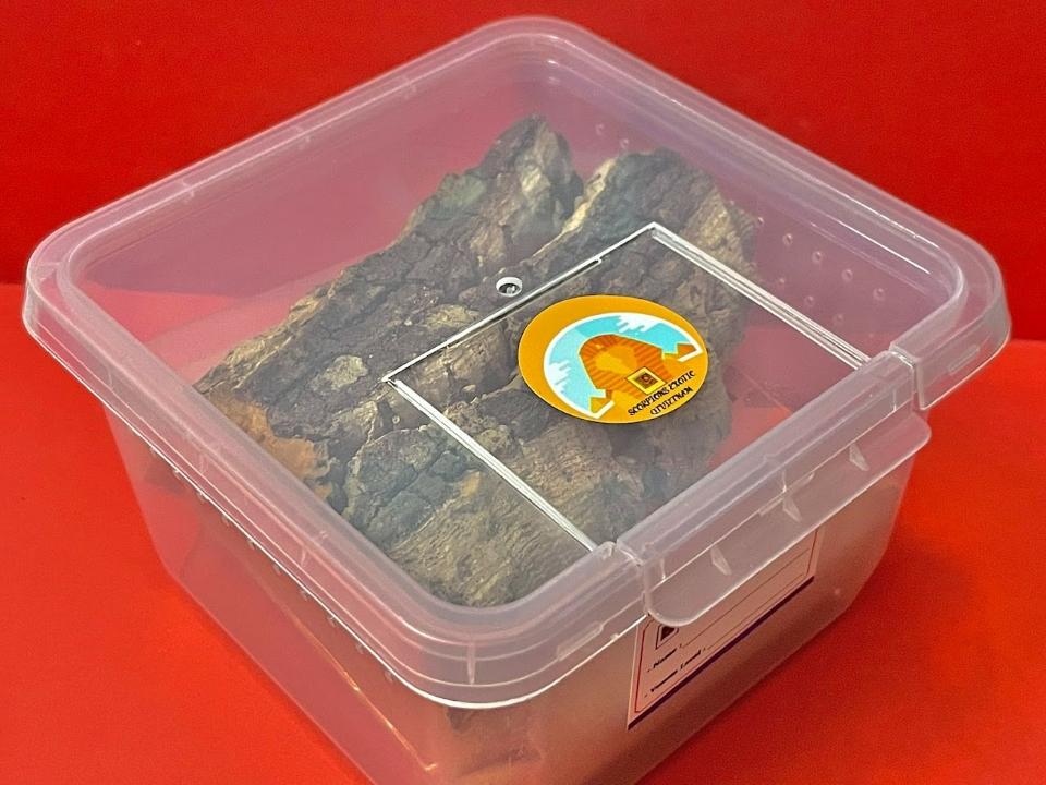 Combo Nuôi Côn Trùng Sa Mạc 01-duoc-ban-tai-QTArthropodszone (Scorpions Exotic QTVietNam & SpiderHia)