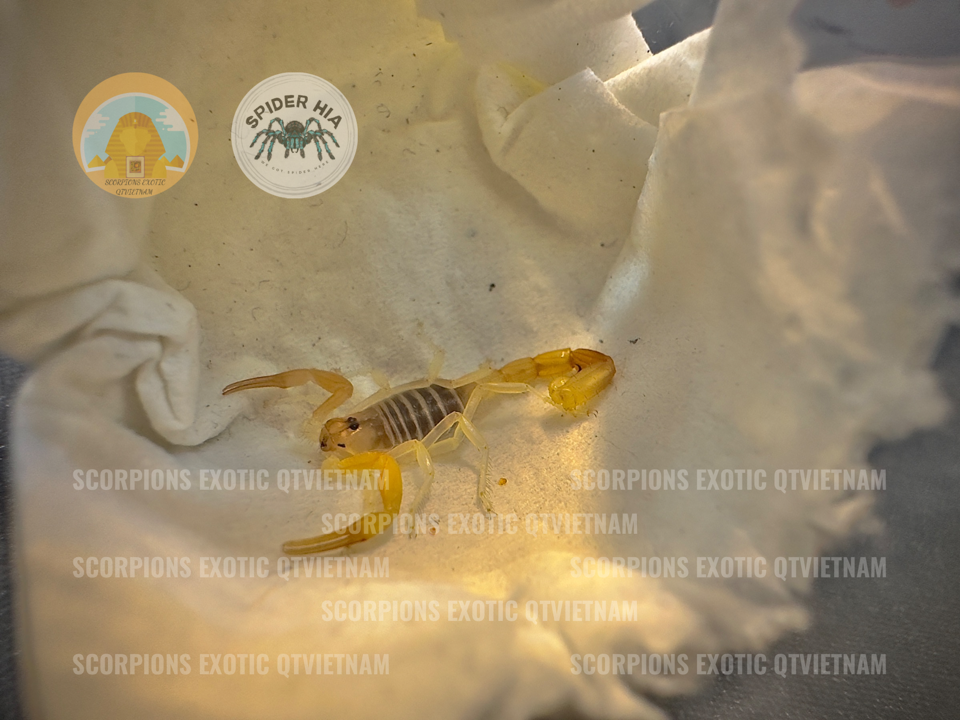 Androctonus finitimus-duoc-ban-tai-QTArthropodszone (Scorpions Exotic QTVietNam & SpiderHia)