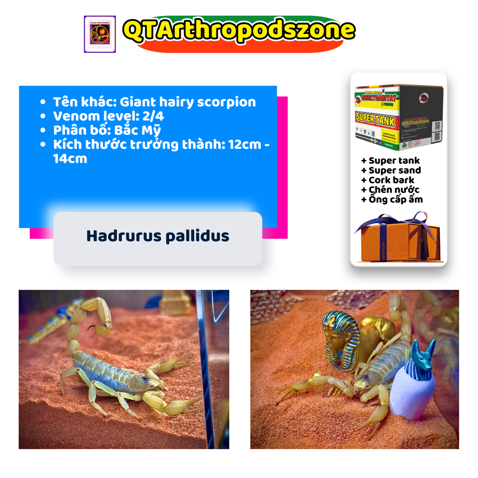 Hadrurus pallidus-duoc-ban-tai-QTArthropodszone (Scorpions Exotic QTVietNam & SpiderHia)