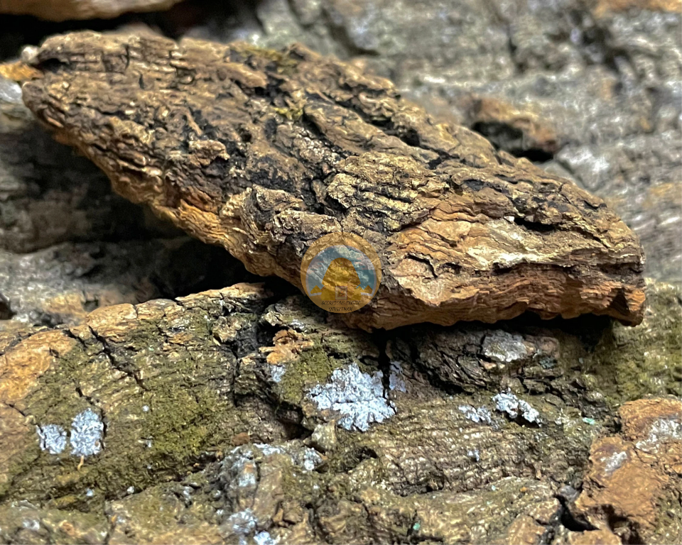 Cork Bark (Random)-duoc-ban-tai-QTArthropodszone (Scorpions Exotic QTVietNam & SpiderHia)