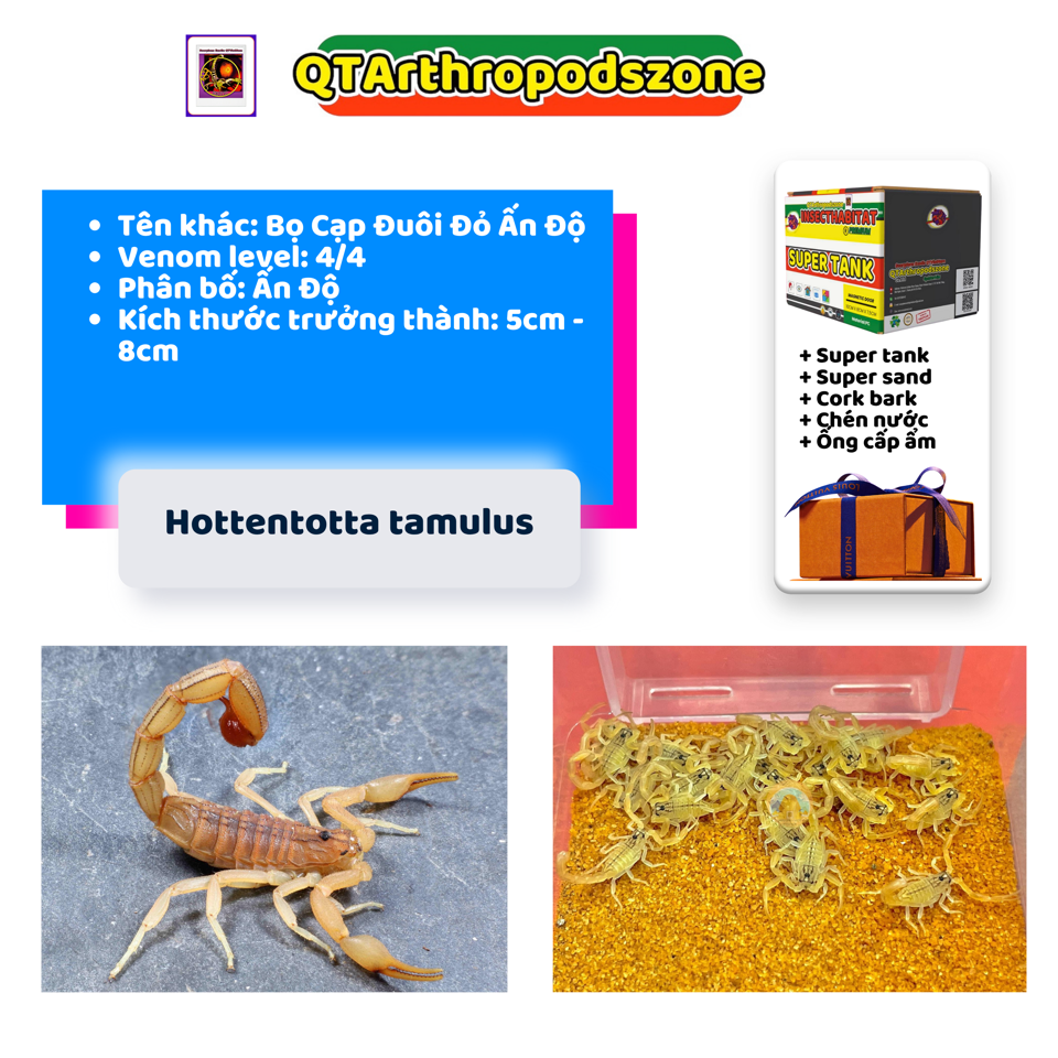 Hottentotta tamulus-duoc-ban-tai-QTArthropodszone (Scorpions Exotic QTVietNam & SpiderHia)