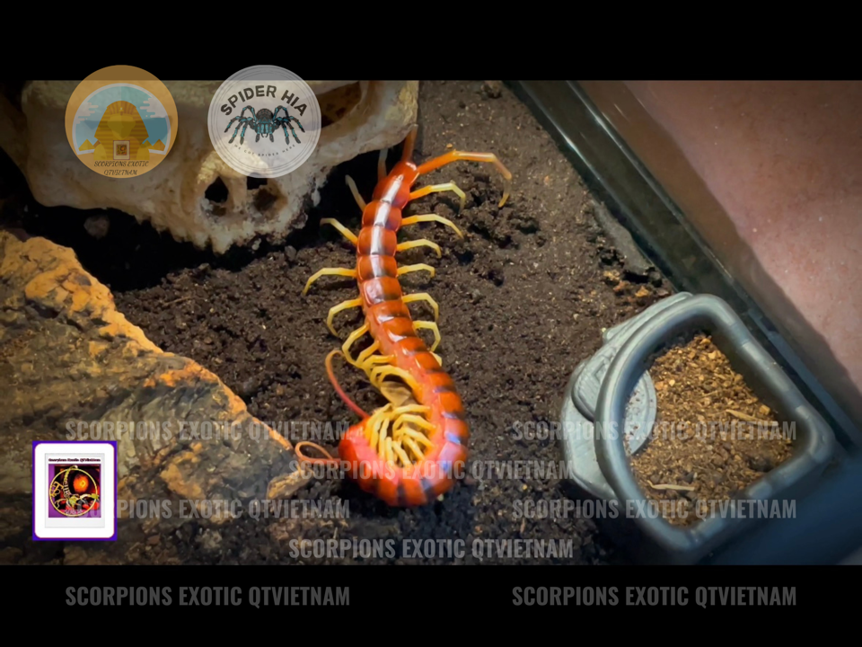 Scolopendra gigantea sp White Leg-duoc-ban-tai-QTArthropodszone (Scorpions Exotic QTVietNam & SpiderHia)