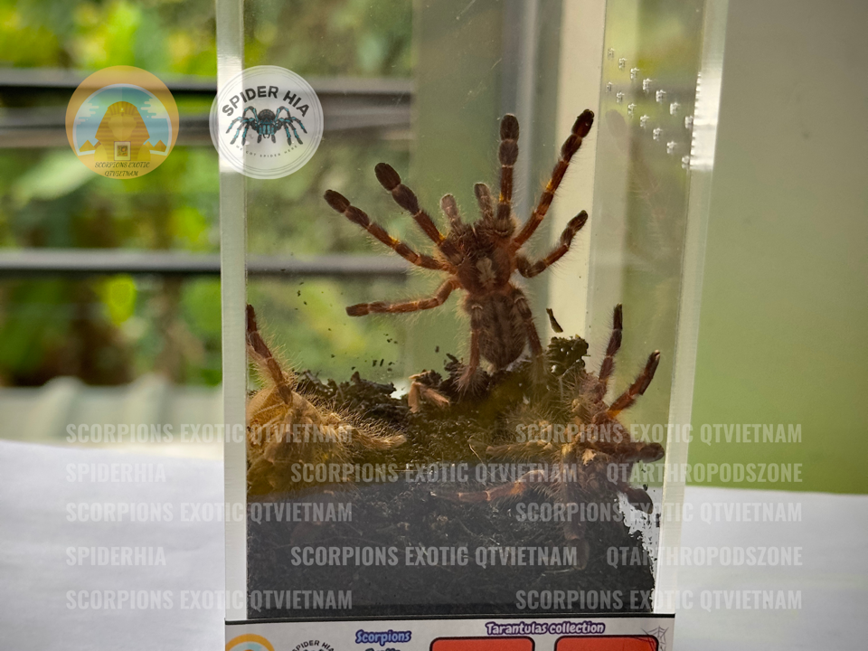 Poecilotheria Metallica (Gooty Sapphire)-duoc-ban-tai-QTArthropodszone (Scorpions Exotic QTVietNam & SpiderHia)