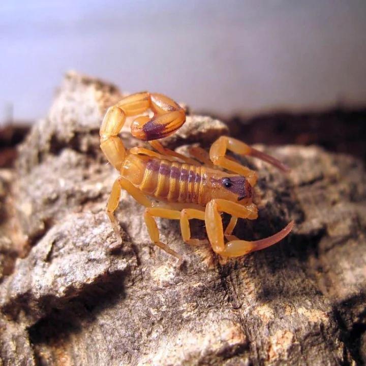 Tityus stigmurus-duoc-ban-tai-QTArthropodszone (Scorpions Exotic QTVietNam & SpiderHia)