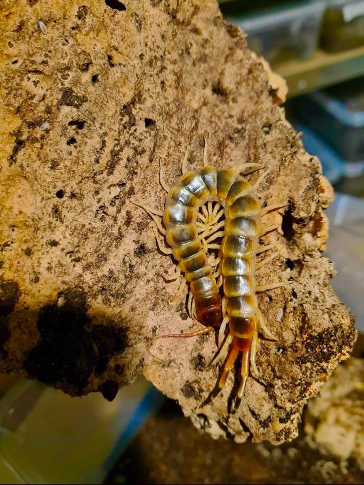 Scolopendra gigantea "Gold" morph-duoc-ban-tai-QTArthropodszone (Scorpions Exotic QTVietNam & SpiderHia)