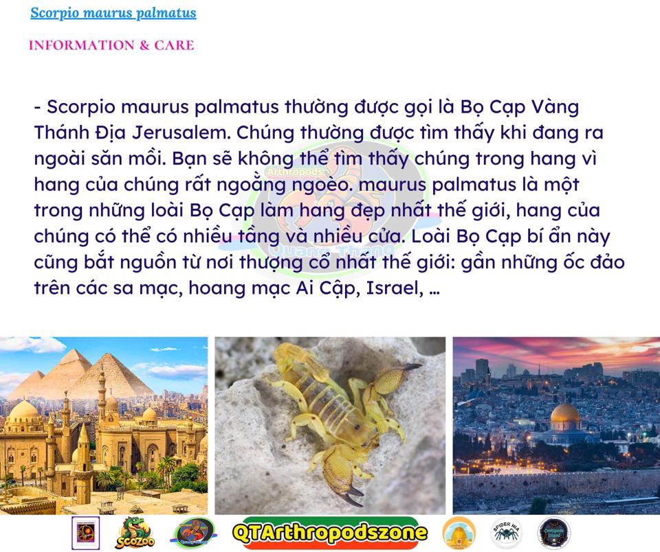 Scorpio maurus palmatus-duoc-ban-tai-QTArthropodszone (Scorpions Exotic QTVietNam & SpiderHia)