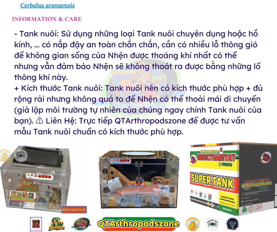 Cerbalus aravaensis-duoc-ban-tai-QTArthropodszone (Scorpions Exotic QTVietNam & SpiderHia)