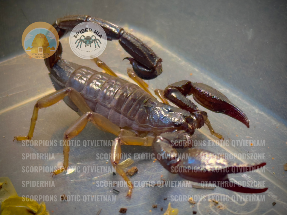 Nebo omanensis -duoc-ban-tai-QTArthropodszone (Scorpions Exotic QTVietNam & SpiderHia)