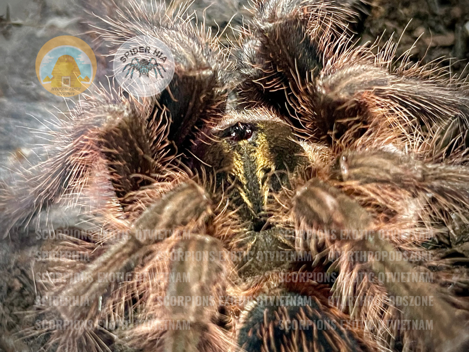 FM 10cm Phormictopus cancerides-duoc-ban-tai-QTArthropodszone (Scorpions Exotic QTVietNam & SpiderHia)