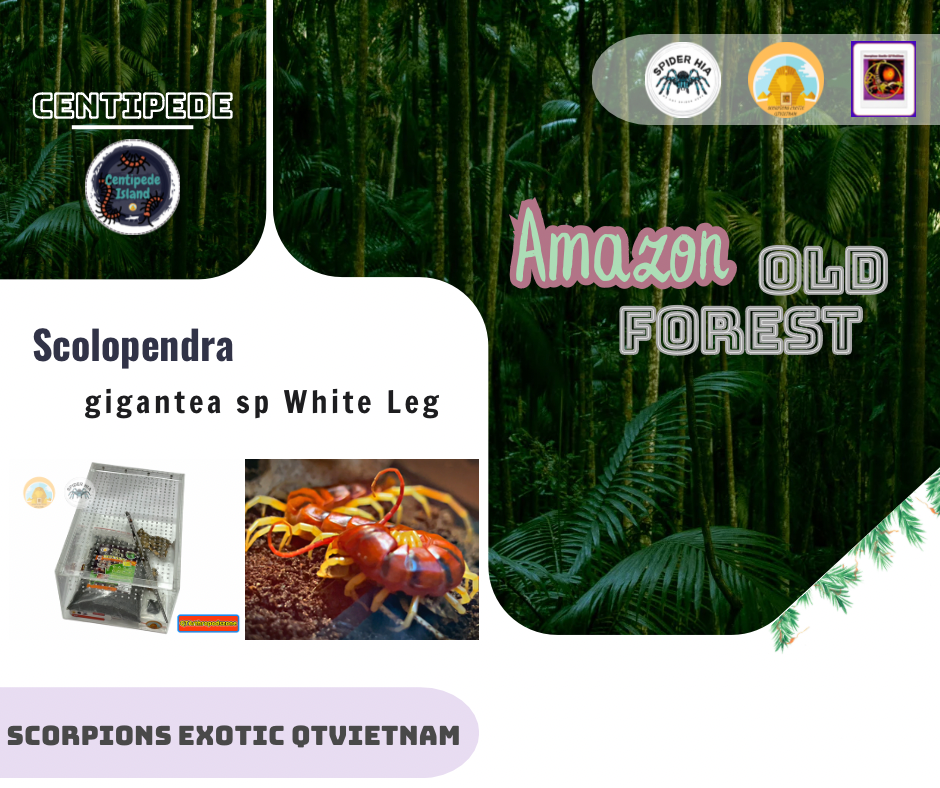 Scolopendra gigantea sp White Leg-duoc-ban-tai-QTArthropodszone (Scorpions Exotic QTVietNam & SpiderHia)