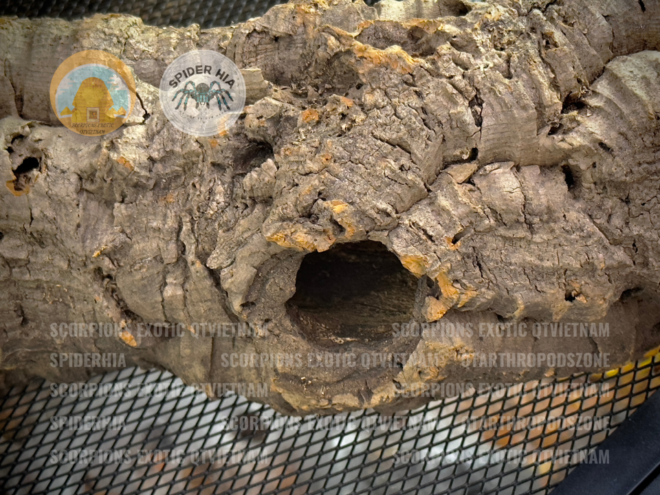 Cork Bark (Tubes)-duoc-ban-tai-QTArthropodszone (Scorpions Exotic QTVietNam & SpiderHia)