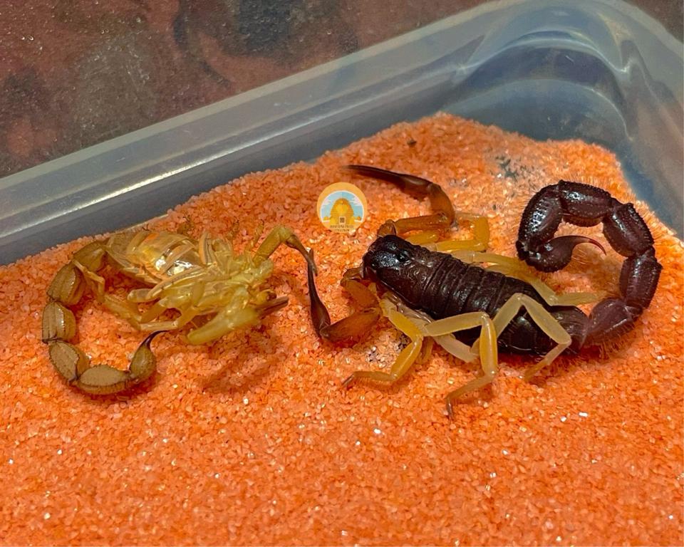 Parabuthus villosus "Typical" morph-duoc-ban-tai-QTArthropodszone (Scorpions Exotic QTVietNam & SpiderHia)