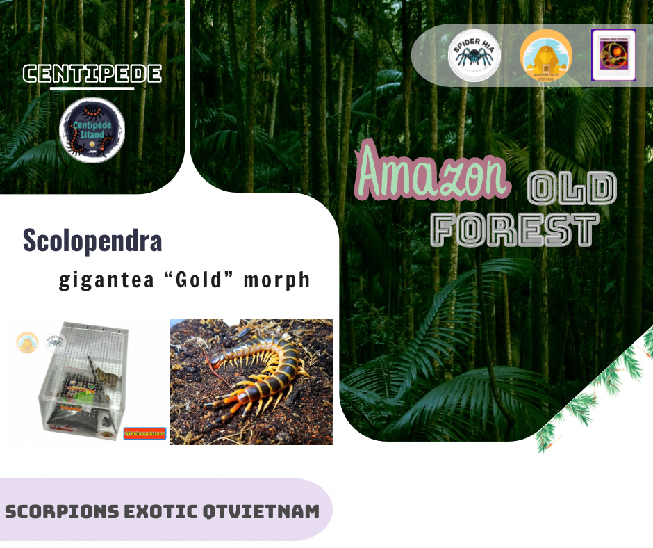 Scolopendra gigantea "Gold" morph-duoc-ban-tai-QTArthropodszone (Scorpions Exotic QTVietNam & SpiderHia)