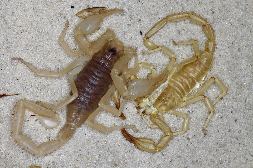 Smeringurus vachoni-duoc-ban-tai-QTArthropodszone (Scorpions Exotic QTVietNam & SpiderHia)