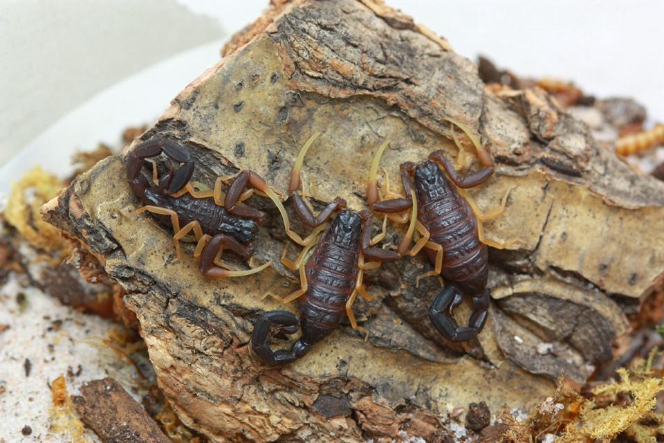 Hottentotta franzwerneri-duoc-ban-tai-QTArthropodszone (Scorpions Exotic QTVietNam & SpiderHia)