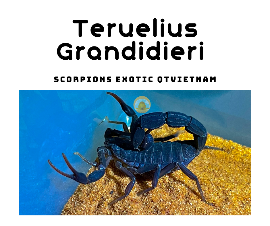 Teruelius/Grosphus grandidieri -duoc-ban-tai-QTArthropodszone (Scorpions Exotic QTVietNam & SpiderHia)