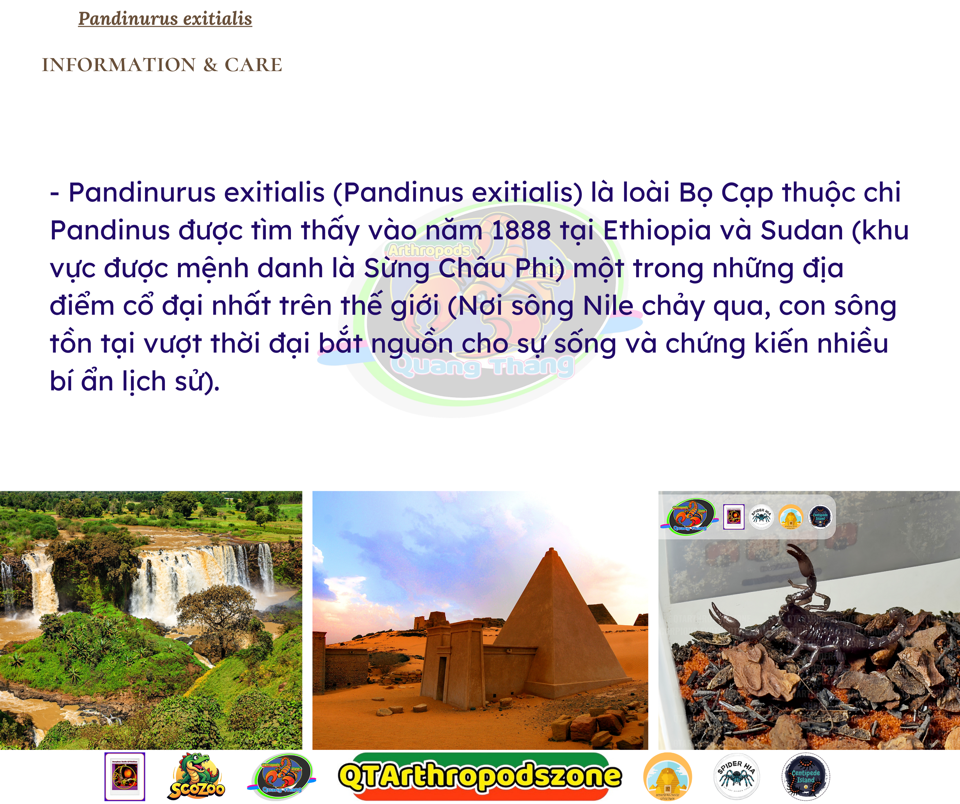 Pandinurus exitialis (Pandinus exitialis)-duoc-ban-tai-QTArthropodszone (Scorpions Exotic QTVietNam & SpiderHia)