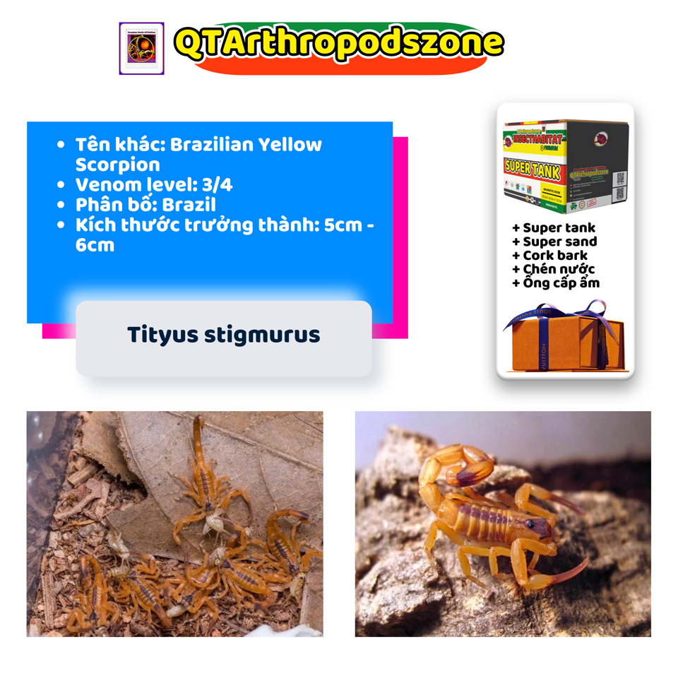 Tityus stigmurus-duoc-ban-tai-QTArthropodszone (Scorpions Exotic QTVietNam & SpiderHia)