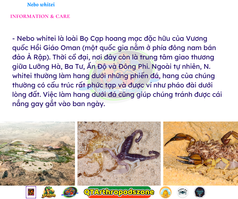 Nebo whitei-duoc-ban-tai-QTArthropodszone (Scorpions Exotic QTVietNam & SpiderHia)